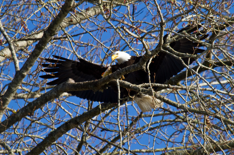 Bald Eagle Landing In Tree With Fish